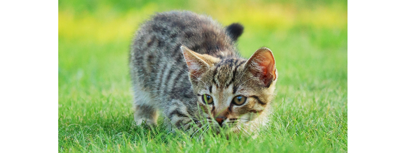 Companion Animals New Zealand