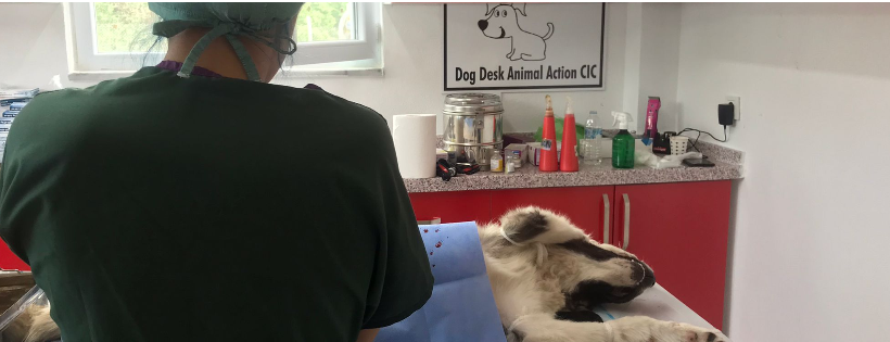 Dog Desk Animal Action CIC