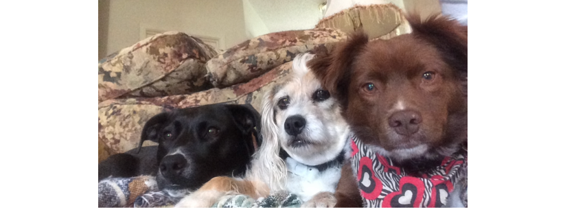 Adopt Me Please Rescue