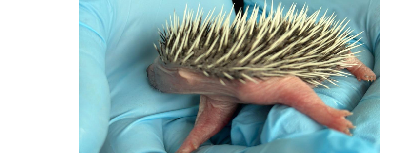 Willow top hedgehog rescue