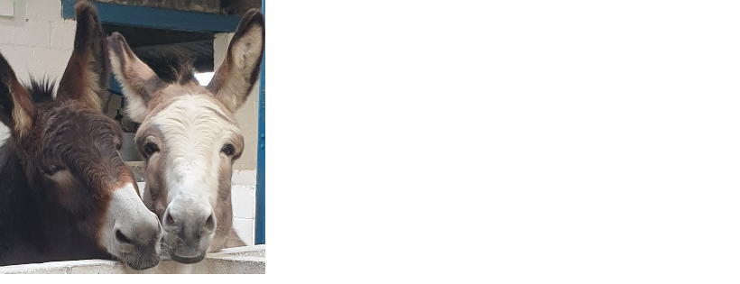 Only Foals and Horses sanctuary