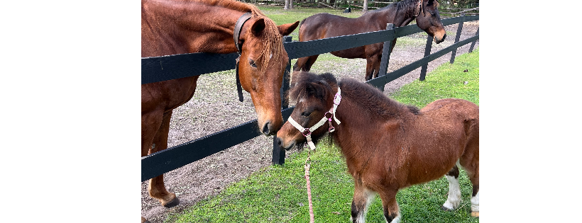 Apache Rose Horse Rescue