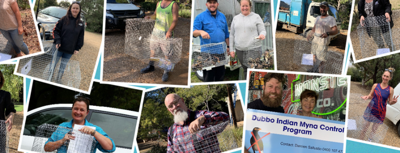 Dubbo Indian Myna Control Program