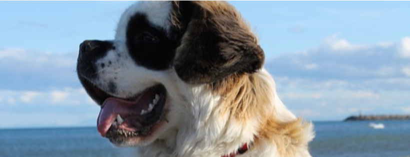 Saving Saints Rescue UK