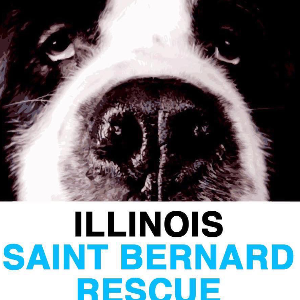 Illinois Saint Bernard Rescue