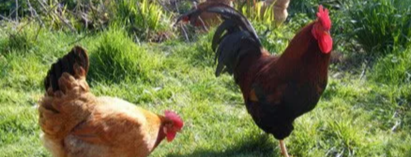 Rockland Farm Alliance