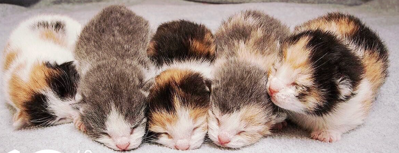 New Beginnings Animal Rescue