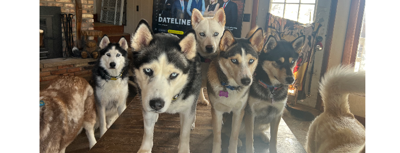 Second Chance Mushers Rescue