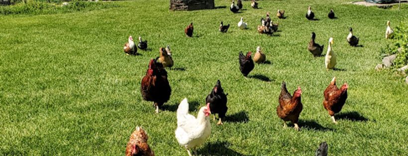 Heavenly Hills Animal Sanctuary