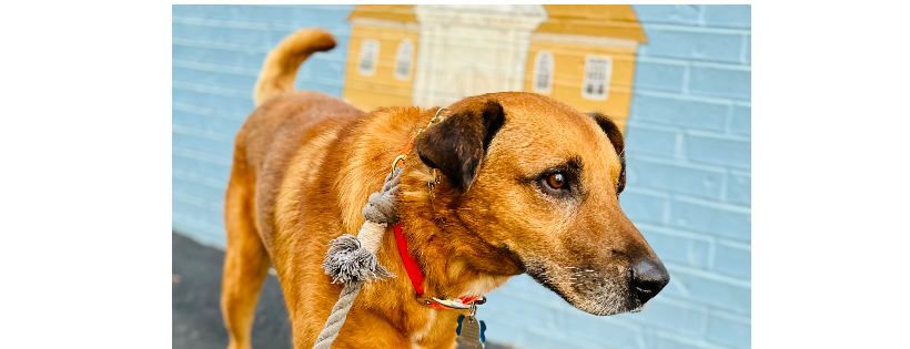 Roane County Paws