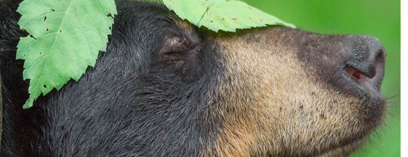 The American Bear Association