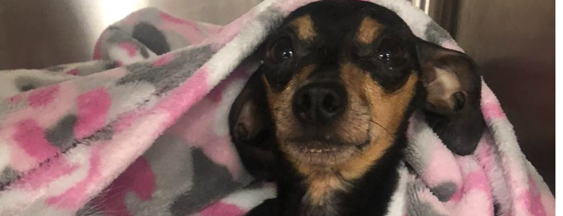 Tennessee Dachshund Rescue