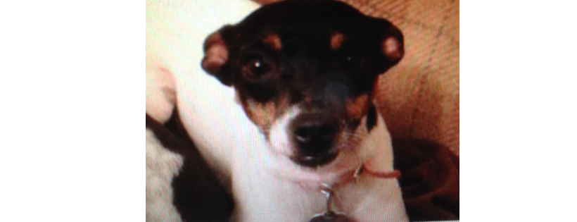 Tlc Sweet Souls Rescue 501C3