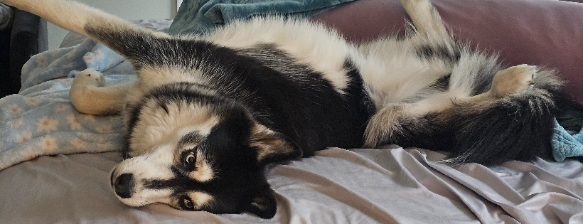 Kiowas House Husky Rescue