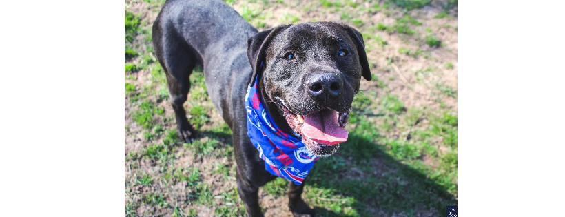 Diamonds in the Ruff animal Rescue, inc