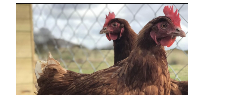 Give a Hen a Home C.I.C