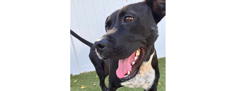 Chasin Tail Rescue Inc