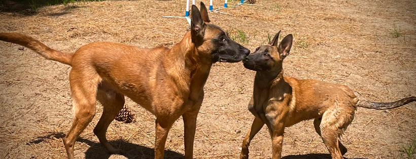 High Sierra Lifeline k9 Rescue