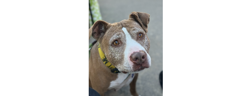 Denison Animal Welfare Group