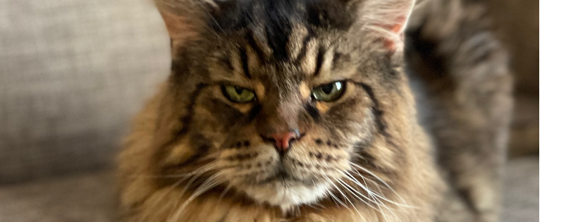 Only Maine Coon Rescue