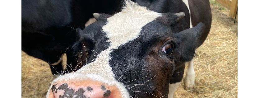 MAY FARM SANCTUARY