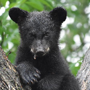 The American Bear Association