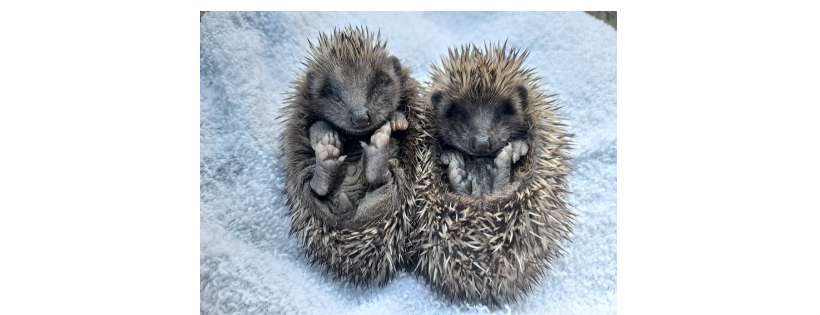 Pricklebums Hedgehog Rescue