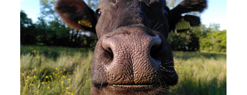 Heartstone Veganic Sanctuary