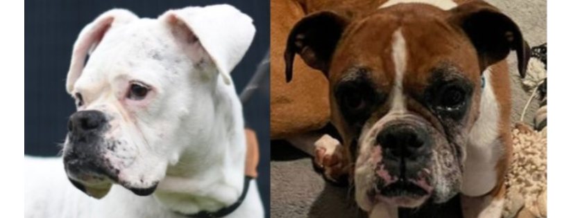 Austin Boxer Rescue