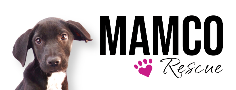Moms and Mutts Colorado Rescue for Pregnant and Nursing Dogs