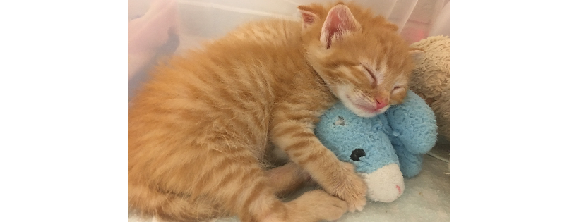 Tiny Paws Kitten Rescue INC