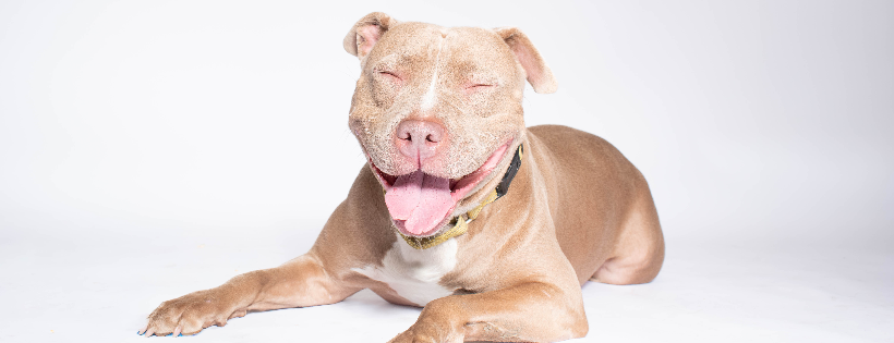 Kane’s Mission - Dog Rescue