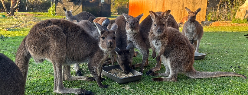 Kangaroo Pouch Animal Orphanage