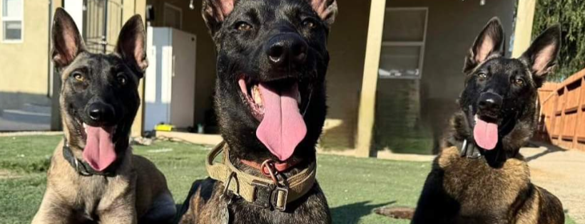 Mals House Rescue