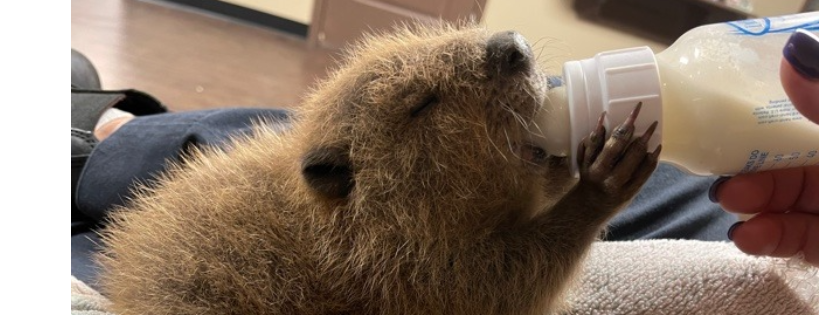 The Rock Wildlife Rescue Inc.