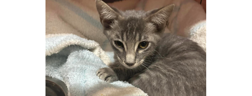 Leeroys Second Chance Cats