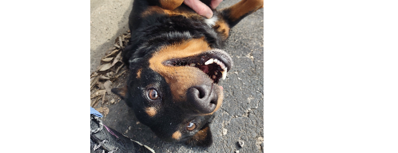 Voice for Animals Rescue and Sanctuary