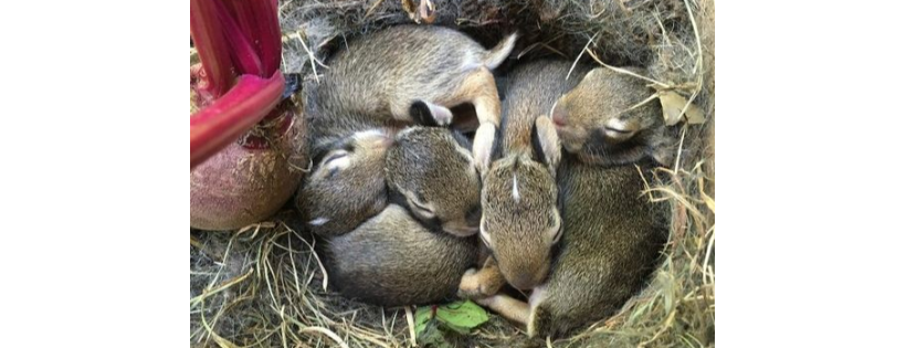 Operation Wildlife (Linwood KS)