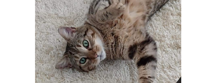 Kitty Rescue Bury