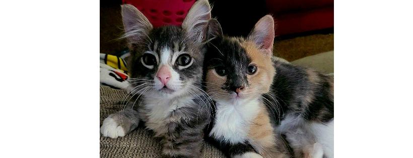 Friends of Ferals Inc