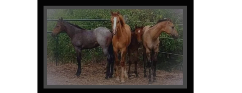 Palomino Ridge Ranch Horse Rescue and Sanctuary