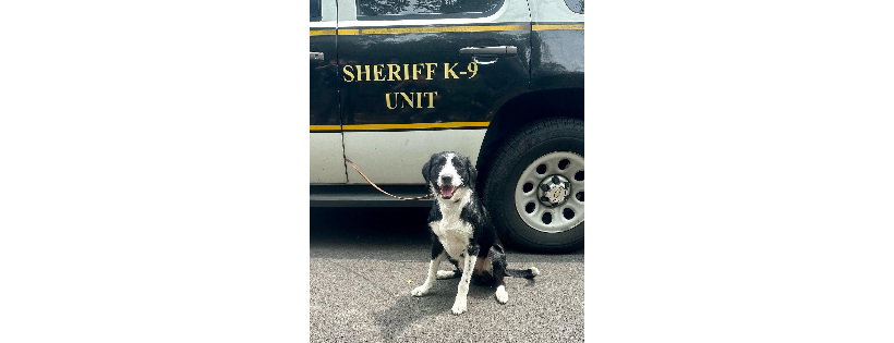 K9 Protectors Inc