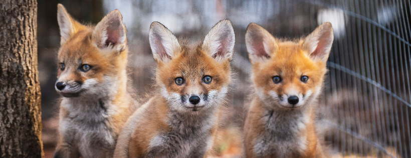 Passionate Pines Wildlife Rehabilitation