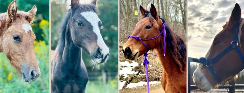 NWPA Equine Sanctuary