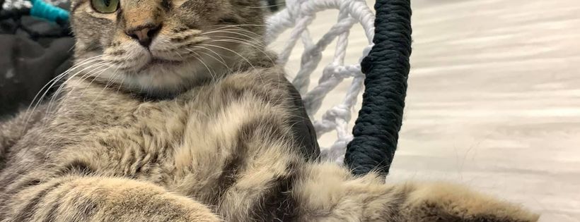 Kitty Queen Cat Rescue