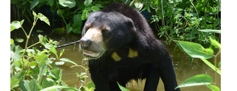 Sumatran Sun Bear Team