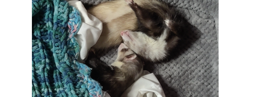 Dooks Of Earl Ferret Sanctuary Inc