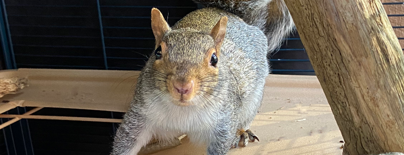 Roadside Wildlife Rehab Inc