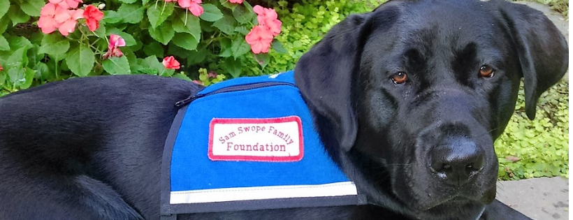 Paws with Purpose