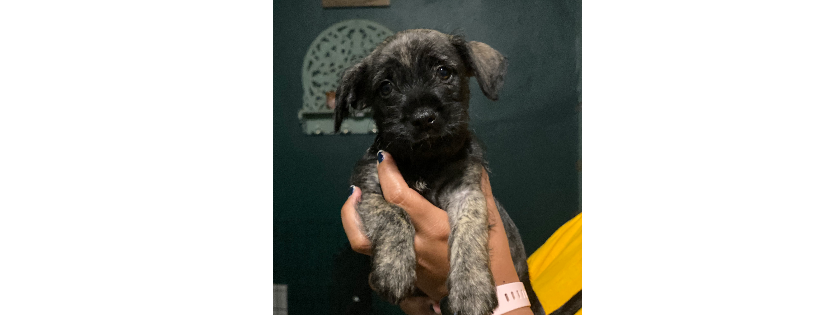 Love’s Animal Rescue